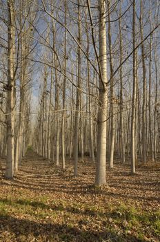 Dry trees in winter in Andalusia, Spain