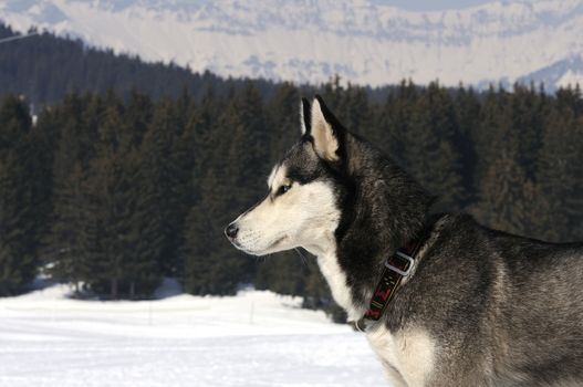 sportive dog team is running in the snow