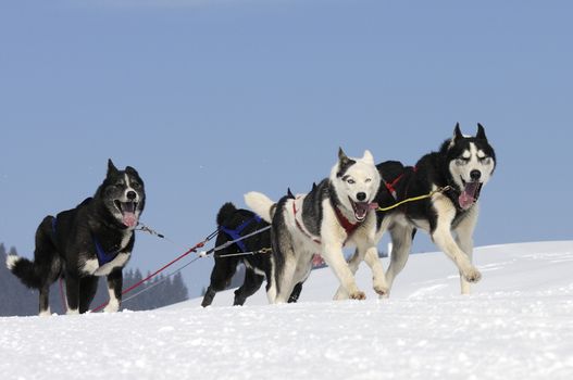 sportive dog team is running in the snow