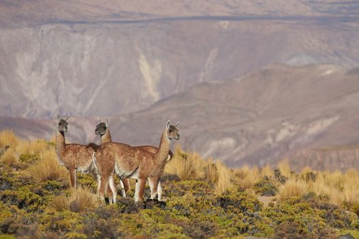 Group of vicuna (Vicugna vicugna) in Lauca National Park, northern Chile