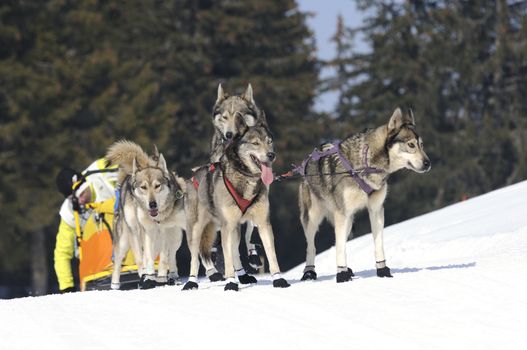 sportive dog team is running in the snow