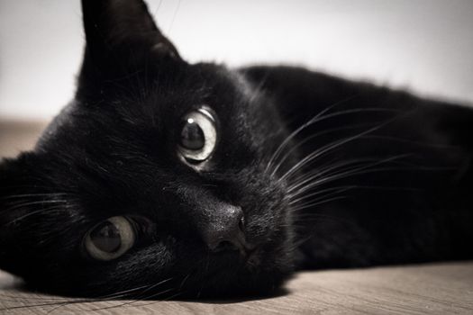 Adult black Cat in lying on the ground, looking straight.