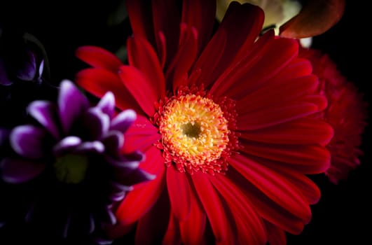 Red daisy flower. Background of purple flowers.