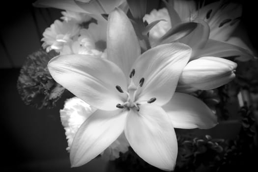 Lily on black background with various flowers black and white.