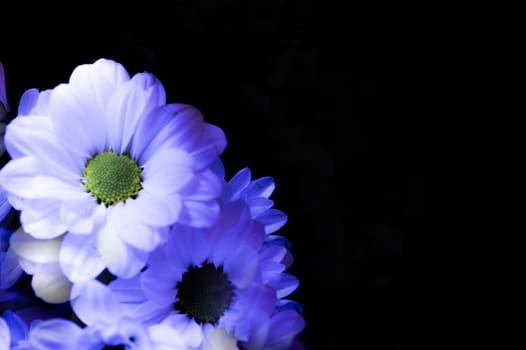 Bouquet composed of white daisies with black background.