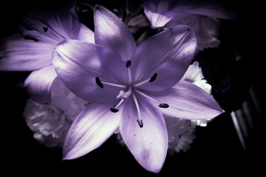 Flower lily in lilac tones with large petals pistils.