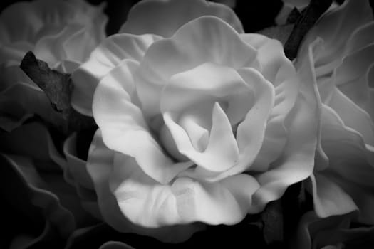 Yellow rose in black and white, on a bunch of roses.