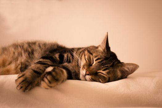 Tabby cat sleeping on white background.