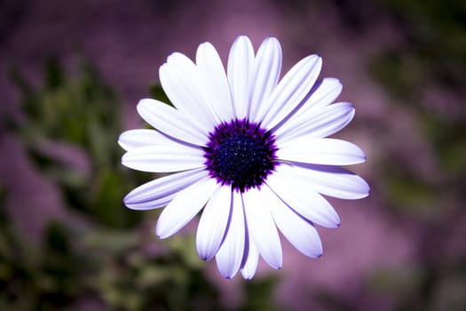 White daisy on nature background.