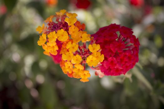 Lantana camara. Red and yellow flower on blurred green background.