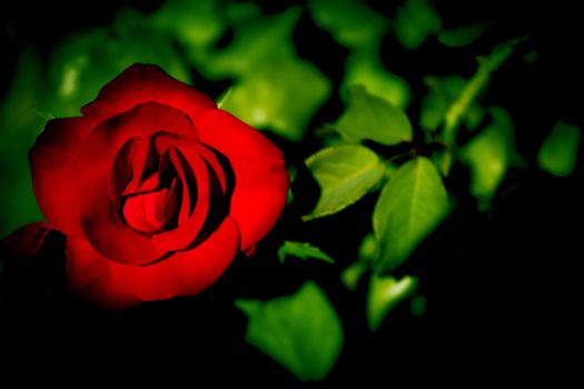 Red rose on green leaves with dark vignetting.