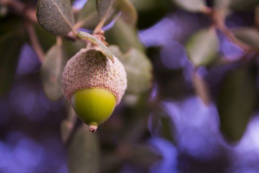 Green acorn on blue background hanging from tree.