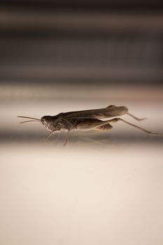 Grasshopper on white background with dark gradient.