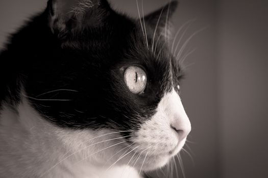 Digital photograph of a portrait of black and white cat.