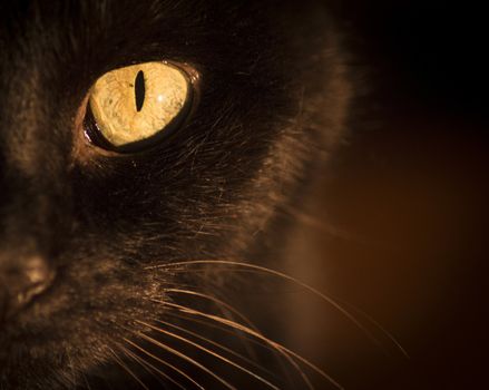 Portrait of black cat with yellow eye.