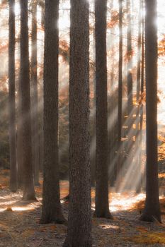 autumn forest scene with sunrays shining through branches