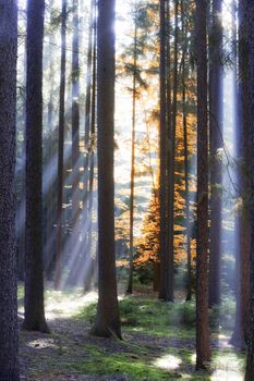 autumn forest scene with sun-rays shining through branches