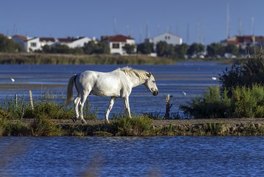 Camargue horse in typical wet meadow, France