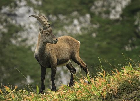 Male wild alpine ibex, capra ibex, or steinbock standing in Alps mountain, France