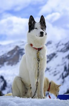 Black and white husky dog portrait with blue eyes in sky background