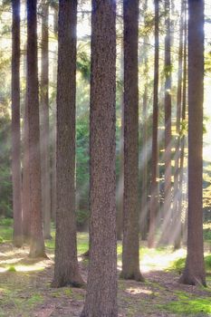 autumn forest scene with sunrays shining through branches