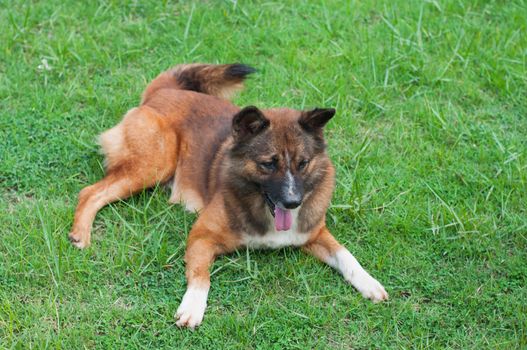 the dog is sitting on a yard