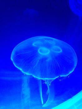 closed up the jellyfish in aquarium