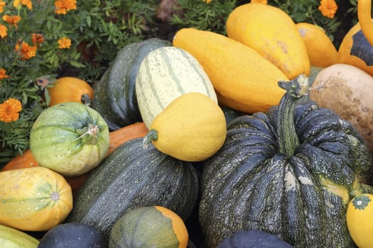 close up organic varieties of pumpkins and squashes