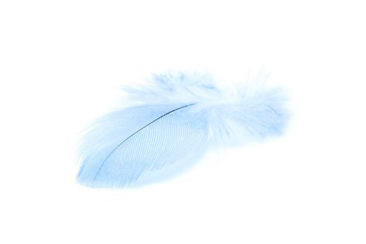 single blue colored feather isolated on white background