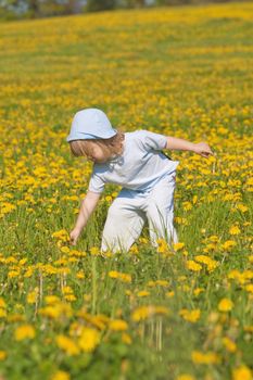boy with long blond hair picking dandelion standing in a field
