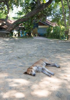 Sleeping dog. Dog sleeping on the ground outside Rocky Point Beach Bungalows, Tangalle, Southern Province, Sri Lanka, Asia.