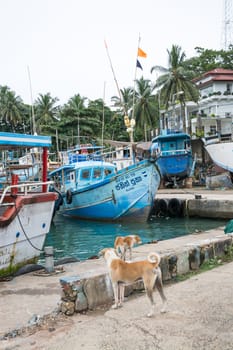 TANGALLE, SOUTHERN PROVINCE, SRI LANKA, ASIA - DECEMBER 20, 2014: Colorful wood fishing boats moored on December 20, 2014 in Tangalle port, Southern Province, Sri Lanka.