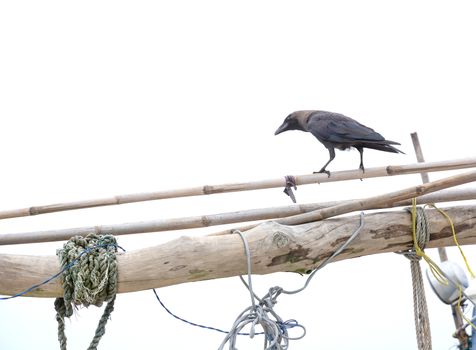 Black ship raven in port, Sri Lanka, Asia.