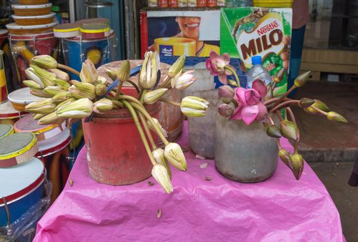 DICKWELLA, SOUTHERN PROVINCE, SRI LANKA - DECEMBER 20 2014: Lotus flower buds for sale in a store outside buddhist monastery Wewurukannala Vihara on December 20 2014, Dickwella, Southern Province, Sri Lanka, Asia.