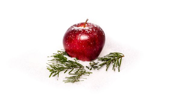 Red apple with fir branches in artificial snow close up on white background