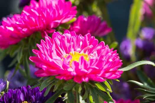 Close - up of big purple flower