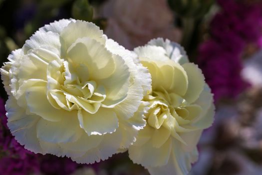 Close - up of big white flower