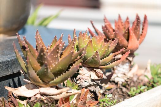 spiny plant with orange yellow and green colors