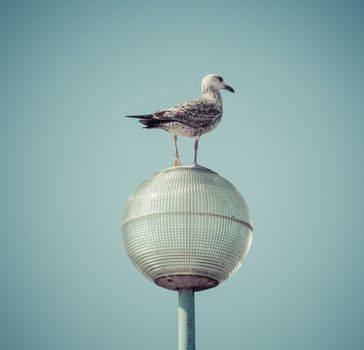 Picture of a seagull resting on a streetlight in daytime. Pastel colors