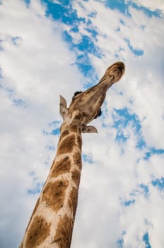 Close up photo of the neck and face of a giraffe.