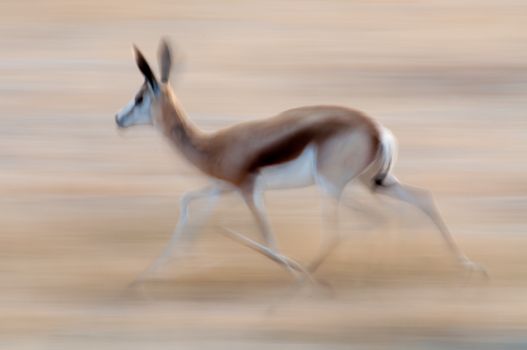 Panned photograph with lots of movement of a springbok running in the grasslands.