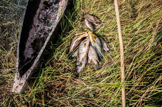 Fish caught in the delta during the day are on display in the grass and reeds next to the mokorro as well as the pole they use to propell the dug out while moving over the water.