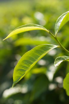 The leaves of a tea plant up close in a tea plantation in Tanzania.