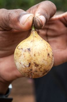 The hand of a person holding up the fruit of a Nutmeg tree with his fingers by the stem of the fruit.