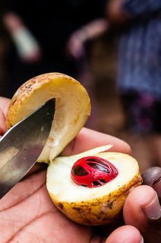 A hand holding the fruit of a nutmeg tree after cutting it open with a knive to reveal the seed and the mace to onlookers in the background.