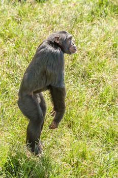 A Chimpanzee on an island in Lake Victoria where they are protected in a natural environment, jumps with joy as it is time to eat.