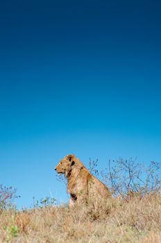 A male lion sitting on a small hilltop inside the Ngorongoro Crater, staring out over the valley below, with dark blue sky in the background.