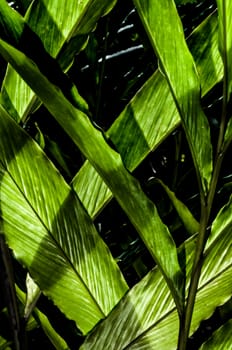 Leaves of tropical plant in highlight and shade creating lines and shapes.