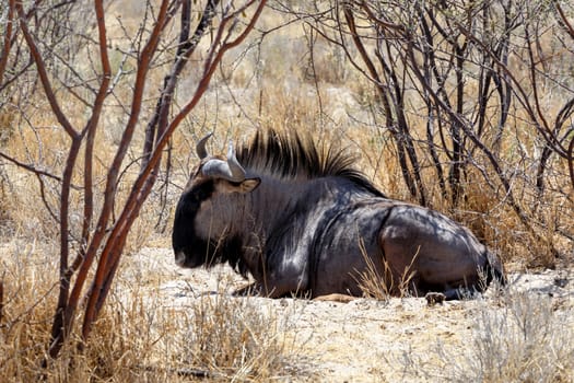 wild Wildebeest Gnu grazing, Etosha, Namibia, true wildlife