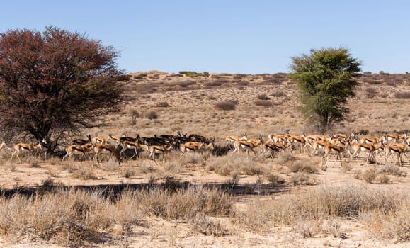 herd of springbok hiding under a big acacia from the midday heat, Kgalagadi Transfontier park, South Africa